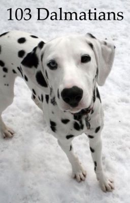 103 Dalmatians