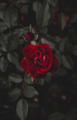 [ 12 Chòm Sao ] Rose - Đóa Hoa Của Tội Lỗi