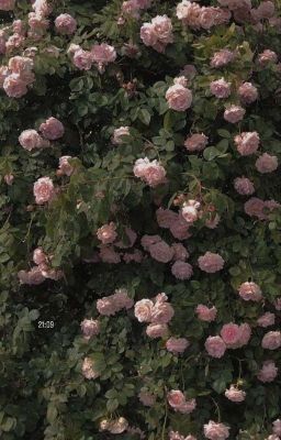 14.08// roses