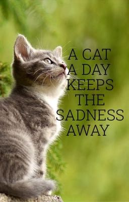 A cat a day keeps the sadness away
