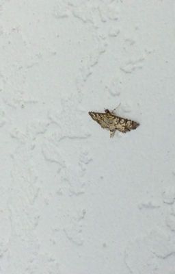 A little moth