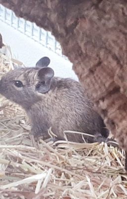 Alles über Degus