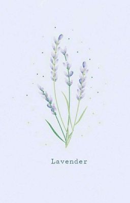 [Bác Chiến] Lavender
