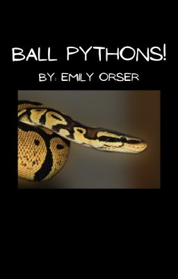 Ball Pythons!