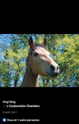 Beauté capricieuse🐴❤️⚡