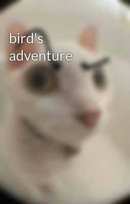 bird's adventure