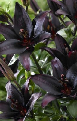 Black Lily