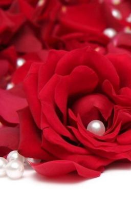 Bông hoa hồng và chú sâu róm