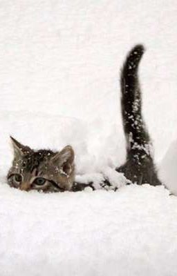 Bông tuyết tan trên lông mèo[Kiding x Futanki]