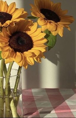 [ Boylove] Vì em là đóa hoa hướng về ánh dương