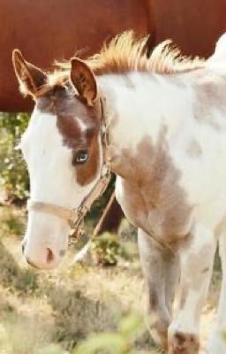 Breyer Horse Collection 