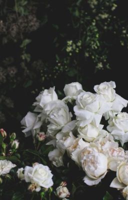 [BrightWin] White rose