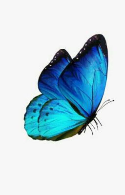 Butterfly (Cánh bướm)🍀🍀🍀🍀