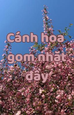 Cánh hoa gom nhặt đầy