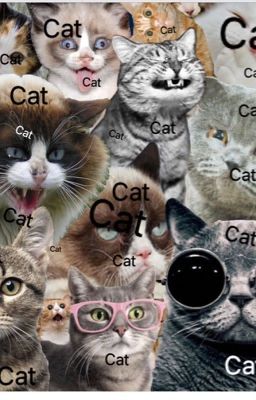 CAT BREEDS(for all your feline needs)