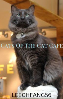 cats of the cats cafe