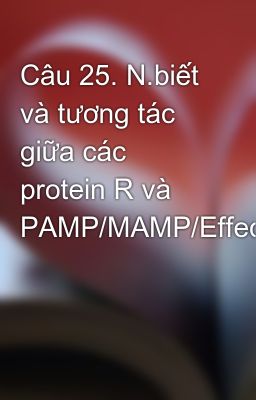 Câu 25. N.biết và tương tác giữa các protein R và PAMP/MAMP/Effector