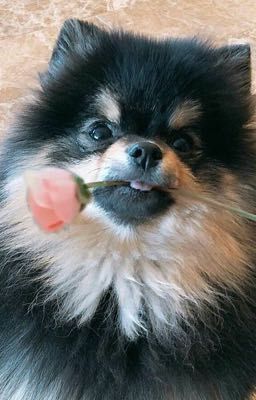 Cậu chủ biết yêu❤️ [[ Yeontan ]]