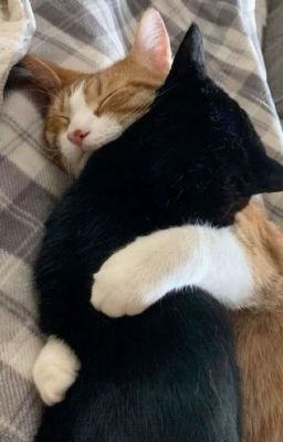 choker: giường ấm và mèo cưng