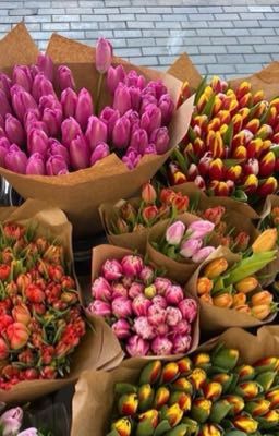 [chonut] 4 tulips for u