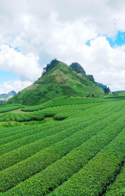 Chuyện về những con sao biển