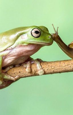 Cuộc đời của ốc và ếch