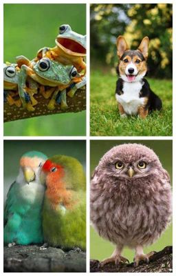 Cute Animals