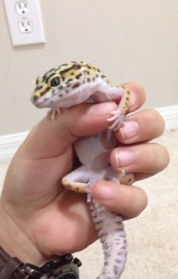 Cute leopard gecko pictures