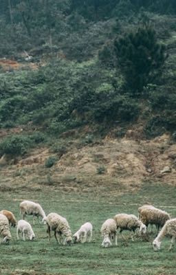 Đàn cừu ma