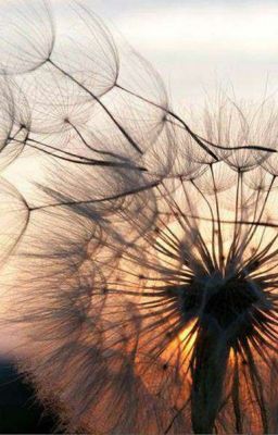 DANDELION