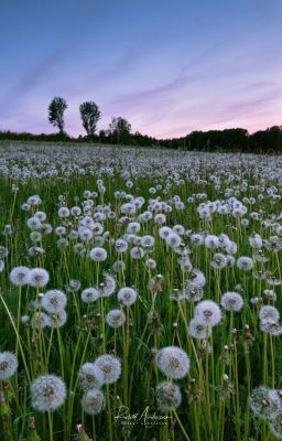 Dandelion! Bồ Công Anh Dành Cho Em