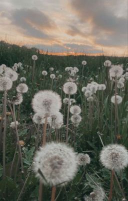 Dandelions