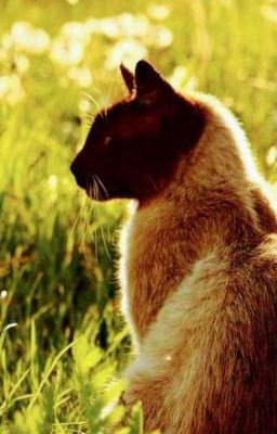 <Discontinued> Dreams of Tomorrow (A Warrior Cats Roleplay)