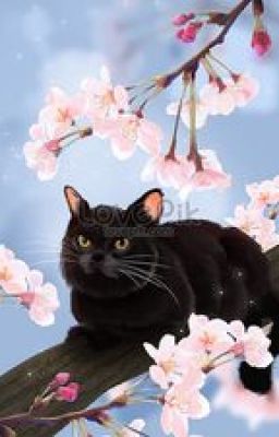 [Đn Haikyuu] Hoa anh đào và mèo đen nhỏ.