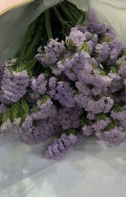 Đoá hoa lavender vào cuối đông