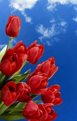 Đóa Hoa Tulip Nhỏ