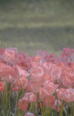 Đoá Tulip dưới Bản Mai