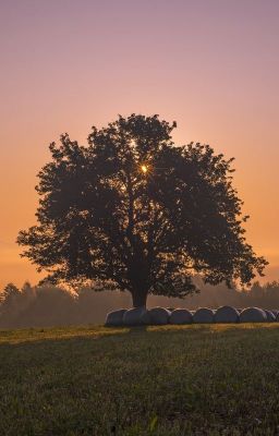 Eine Ansammlung von Gedanken 