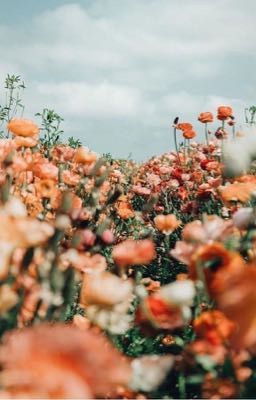 Flower field | IMAGE BTS X YOU | H+