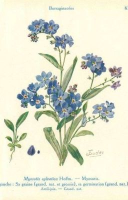 Forget Me Not...