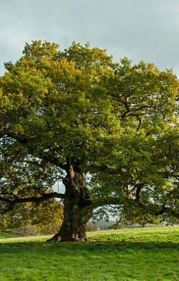 Fruit Tree