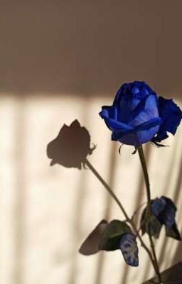 [hagimatsu] blue rose