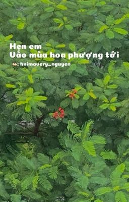 Hẹn em vào mùa hoa phượng tới