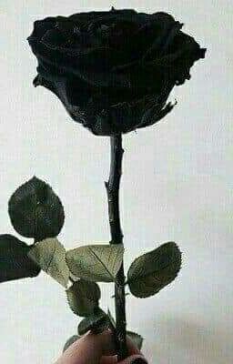 Hoa hồng đen 