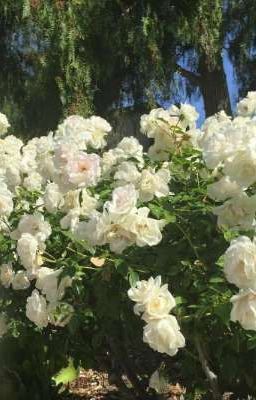 Hoa hồng trắng 
