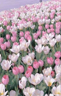 Hoa Tulip [char Haikyuu × reader]