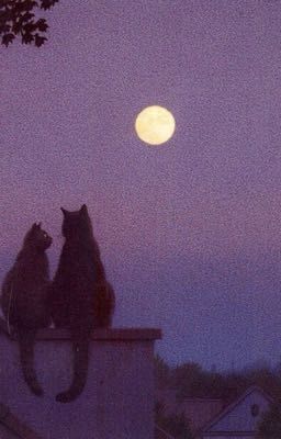 KuroTsuki - Những câu chuyện về vầng trăng và chú mèo