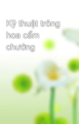 Kỹ thuật trồng hoa cẩm chướng