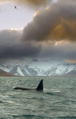 L'enfance de Tilikum, orque tueuse