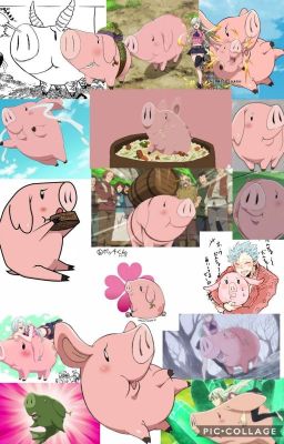 L'instagram d'un cochon 